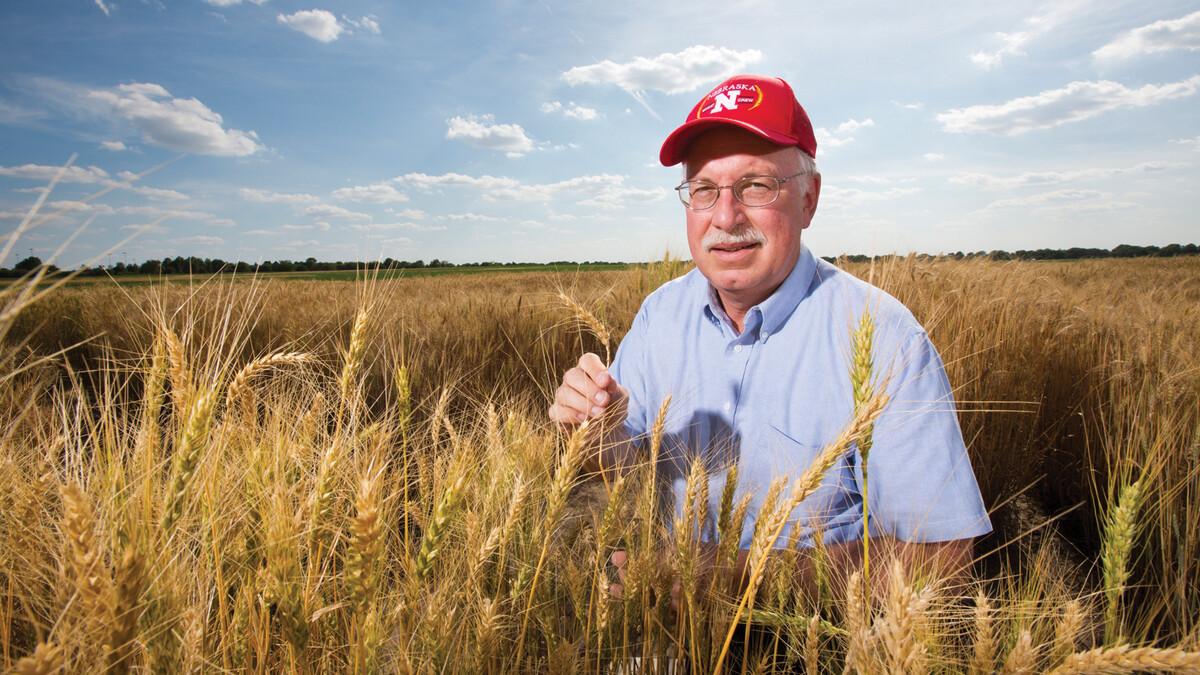 Baenziger awarded $650,000 for hybrid wheat research