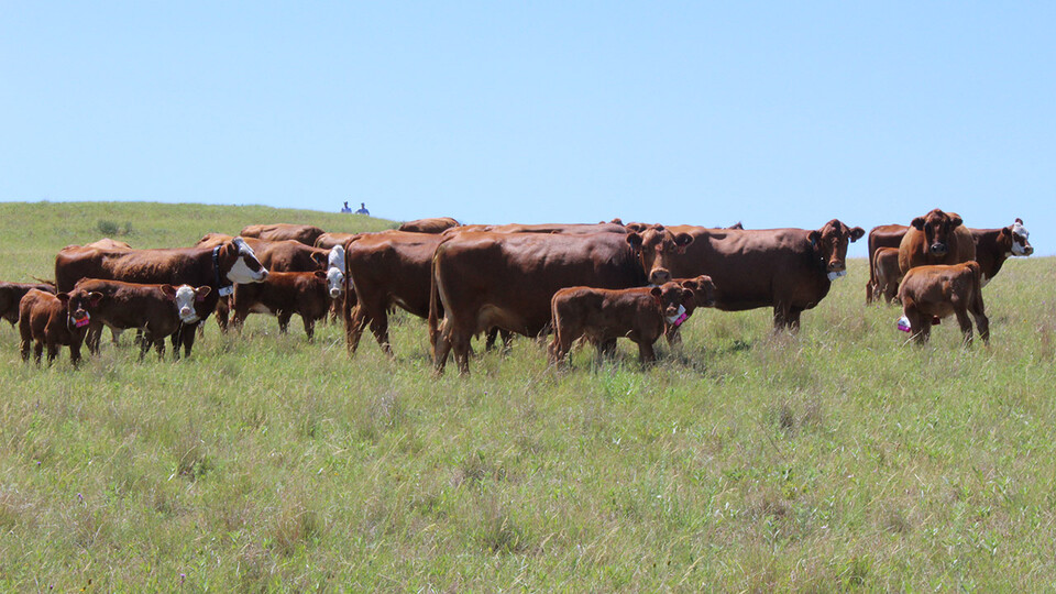 Husker researchers linking cattle behavior to efficient beef production