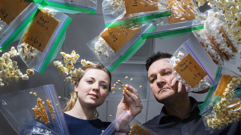 Genes to proteins: Efforts enriching nutrition of popcorn, sorghum