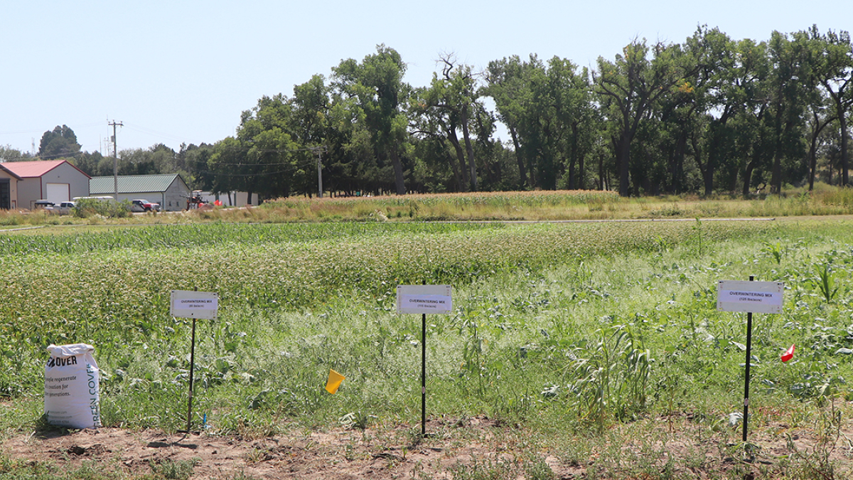 Cover Crops a focus at annual WREEC Water and Crops Field Day
