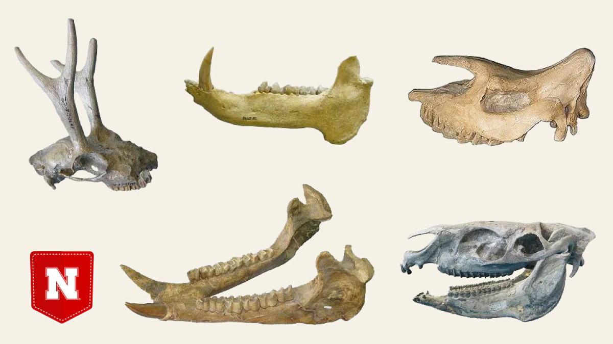 Mammal enamel: Toothy analysis IDs vegetation of ancient Nebraska