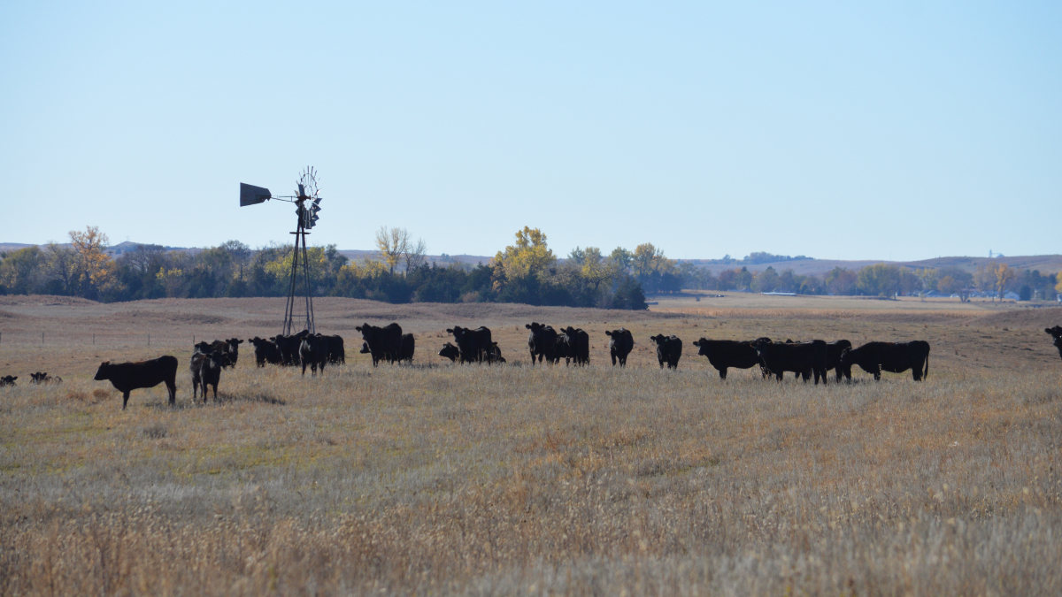 Nebraska & SDSU launch Great Plains Heifer Development Program in the heart of cattle country