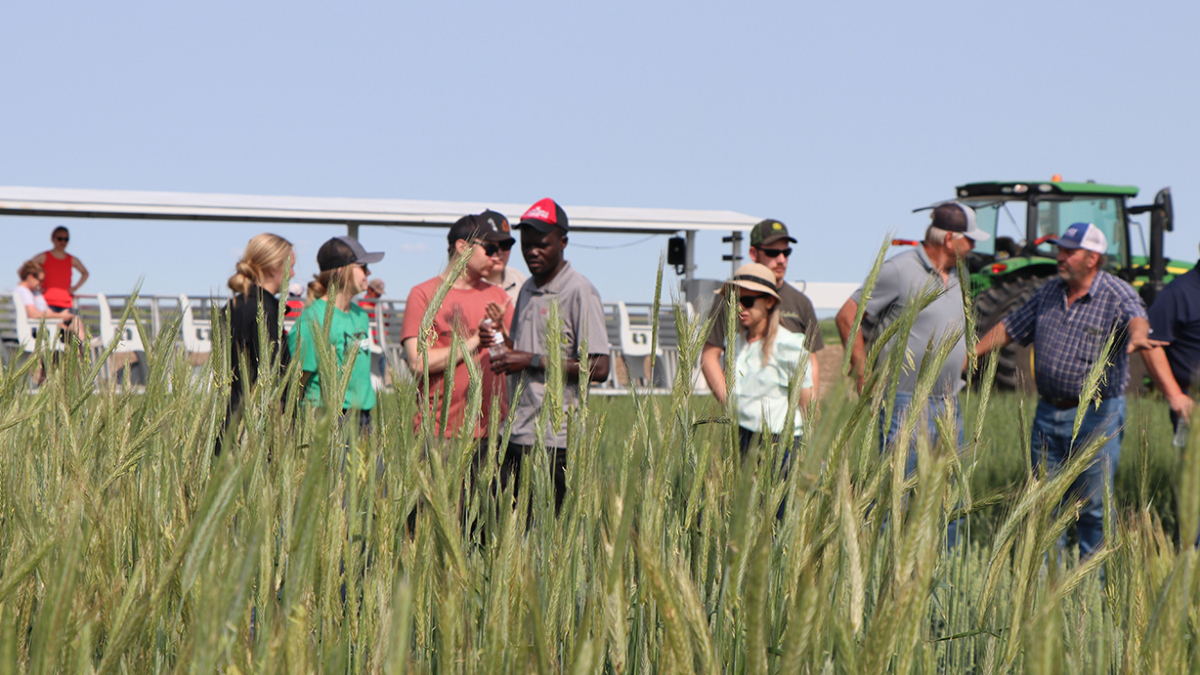 Nebraska Extension aids growers with studies on wheat planting varieties