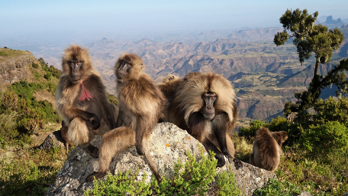 Analysis yields insights into adaptation of high-altitude primate