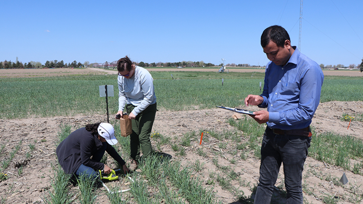 Cover Crop Initiative Project has first Field Day in western Nebraska