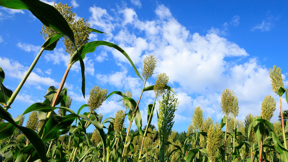 Team IDs key to sorghum’s heat resilience, aims to boost corn’s tolerance