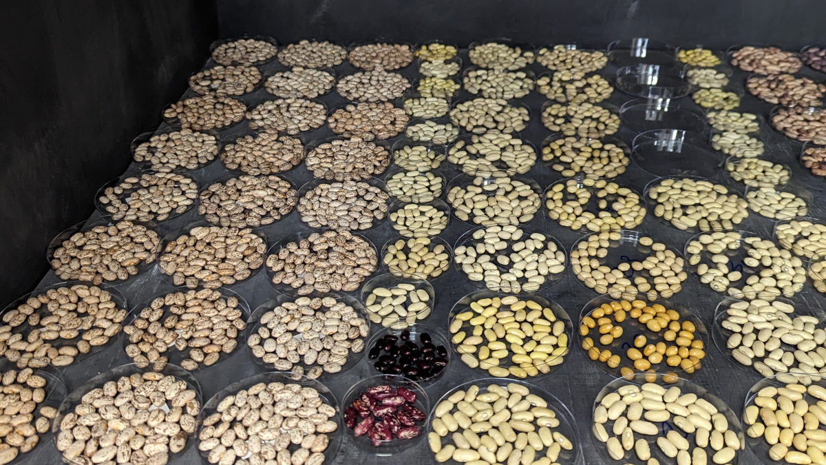 Panhandle Perspectives: 2022 Nebraska dry edible bean trial results on CropWatch website