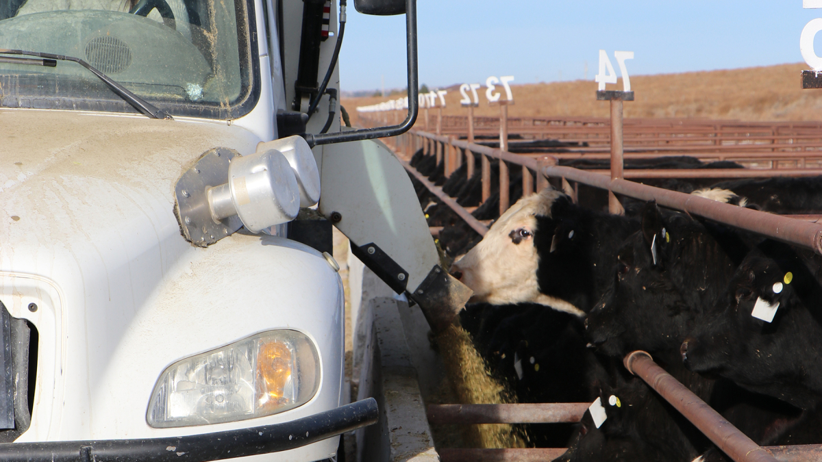 New research studying alternate diets for cattle in feedlots