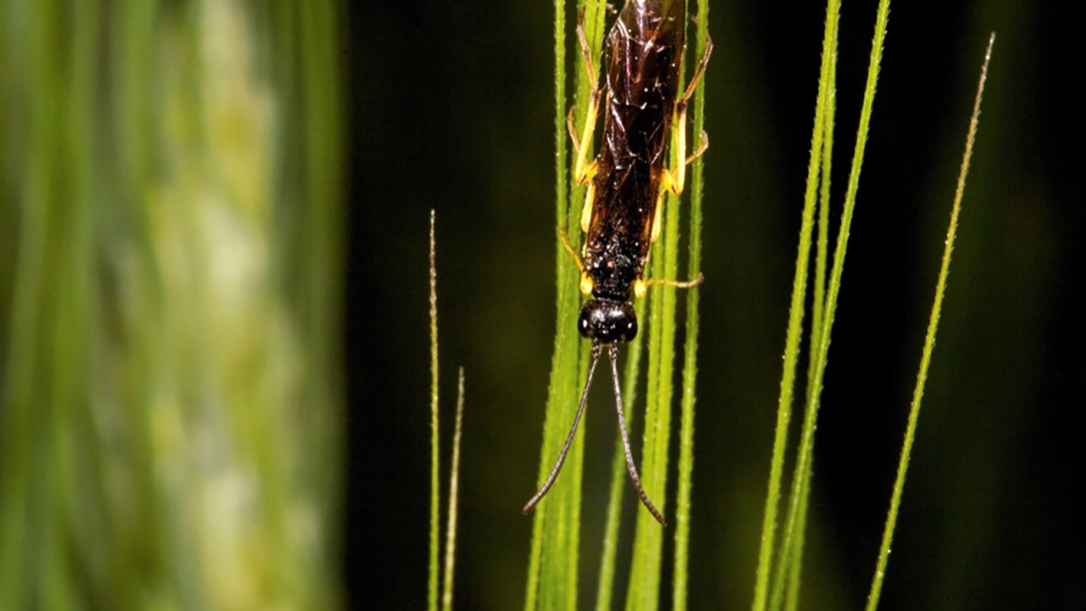 ‘Great Plains Sawfly Survey Project’ seeks grower input