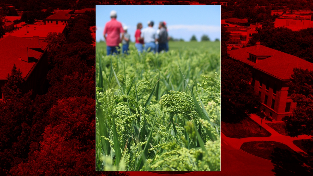 2020 proso millet variety trial results available on-line