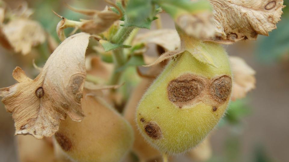Panhandle Perspectives: New chickpea disease study will begin in 2021