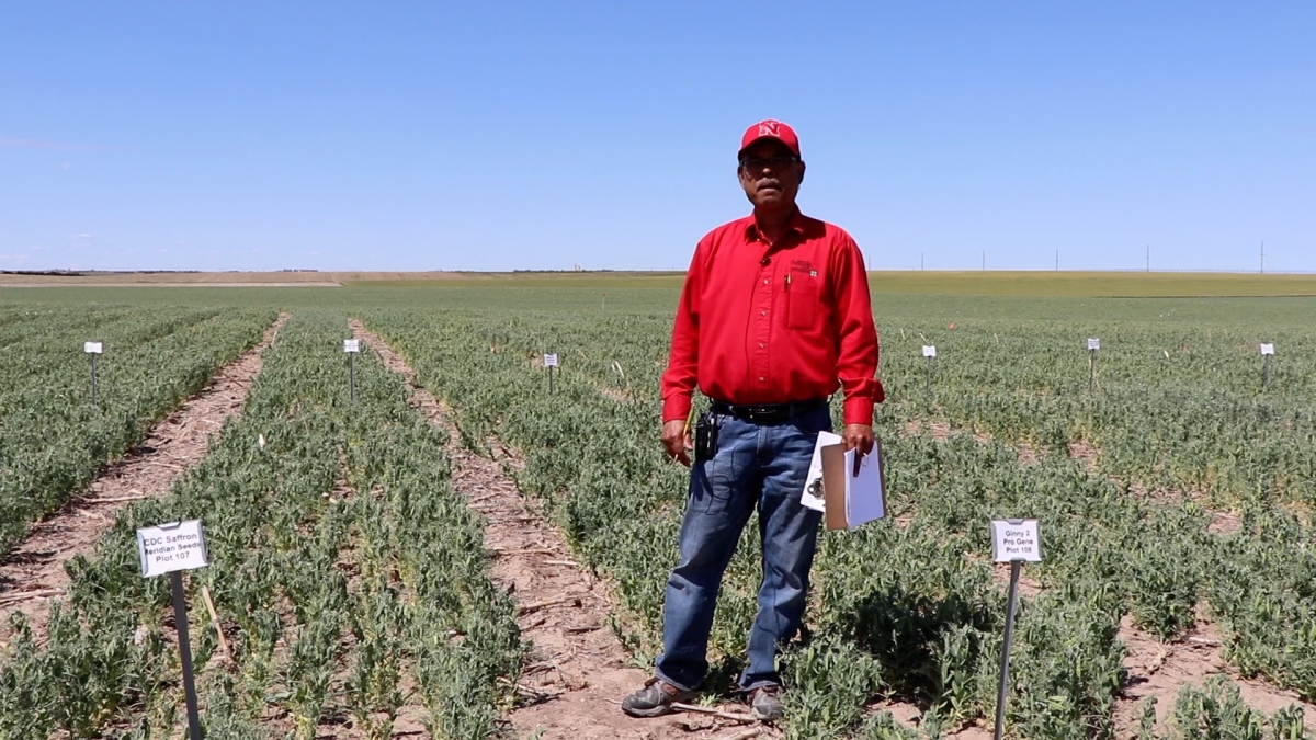 Panhandle Perspectives - Variety trial results for field pea available on CropWatch
