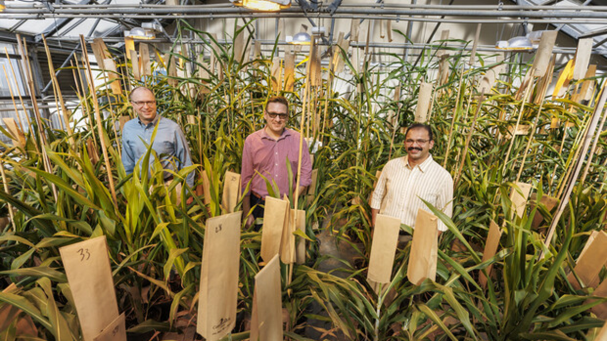 Husker team leads effort to help sorghum defend itself from aphid attacks