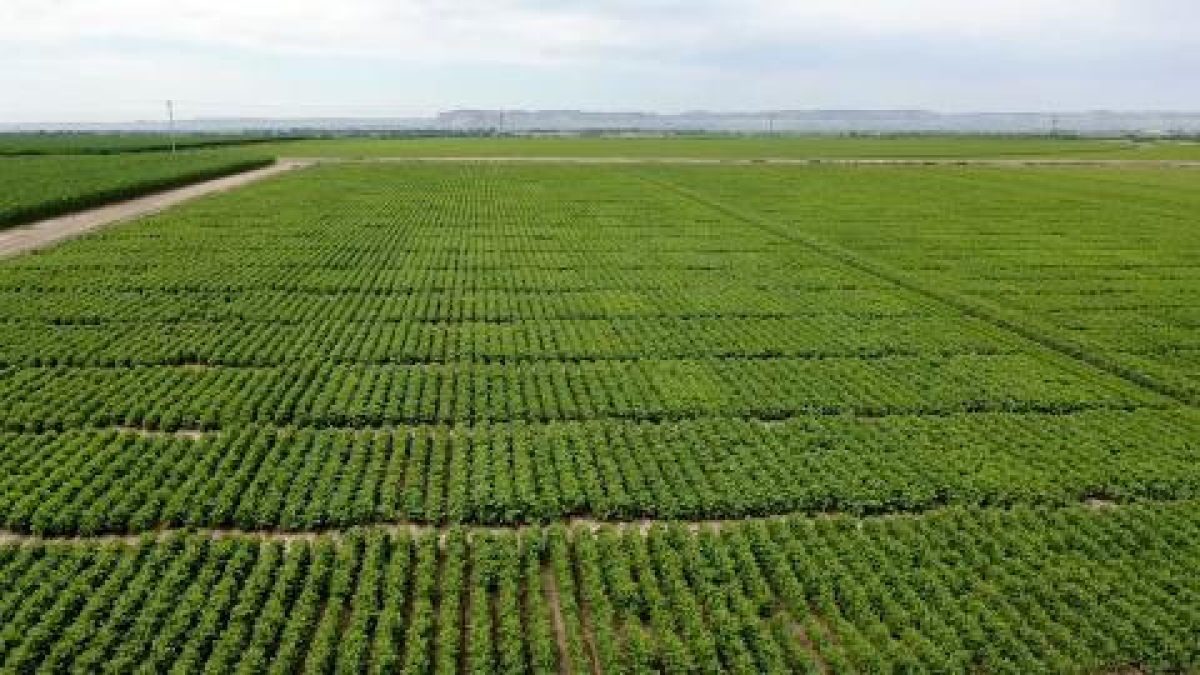 UNL Field Pea Variety Trial Field Days Scheduled for June 20-22 in Alliance, Grant, Sidney 
