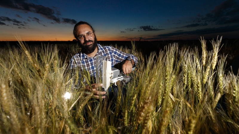 Nebraska team links wild wheat gene to drought tolerance in cultivated wheat