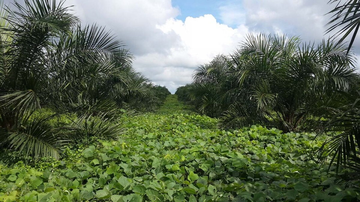 Husker research shows palm oil production can grow while protecting ecosystems