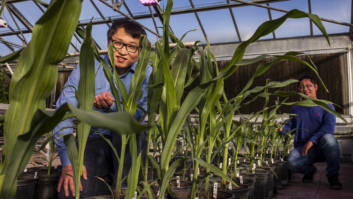 Team IDs differences in gene-related activity between ancient, modern corn