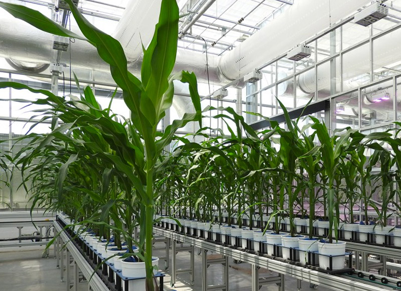 Corn in pots at Greenhouse Innovation Center