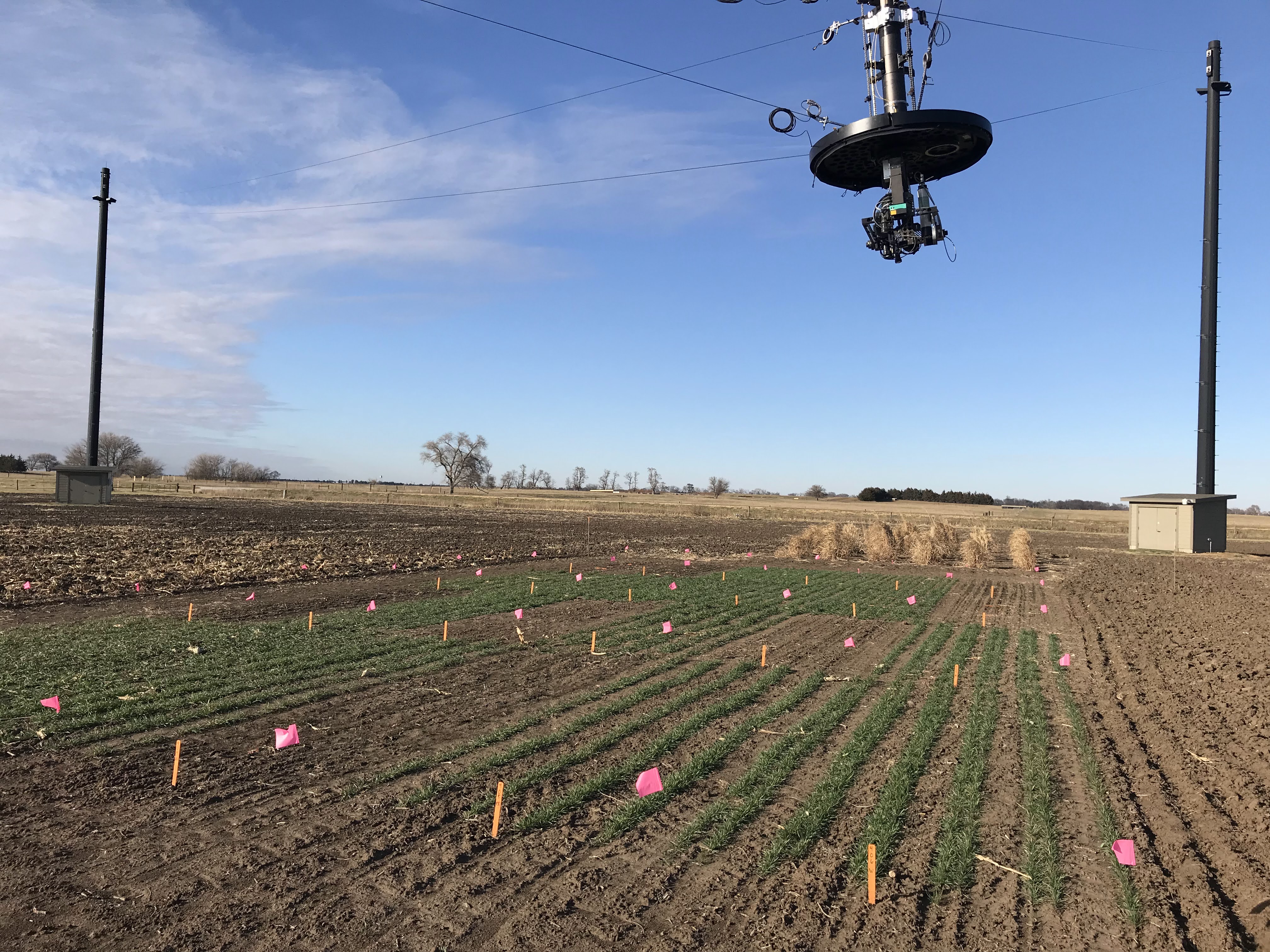Crops grown at the ENREEC site near Mead for the cover crop research project include cereal rye, winter wheat, winter triticale, hairy vetch and canola. The site allows non-destructive data sampling through the Spidercam, which measures ground cover and crop height every other week.