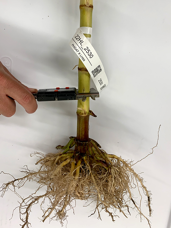 hand cutting corn roots with a tool
