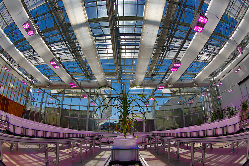 Innovation Greenhouse conveyor belt with plant