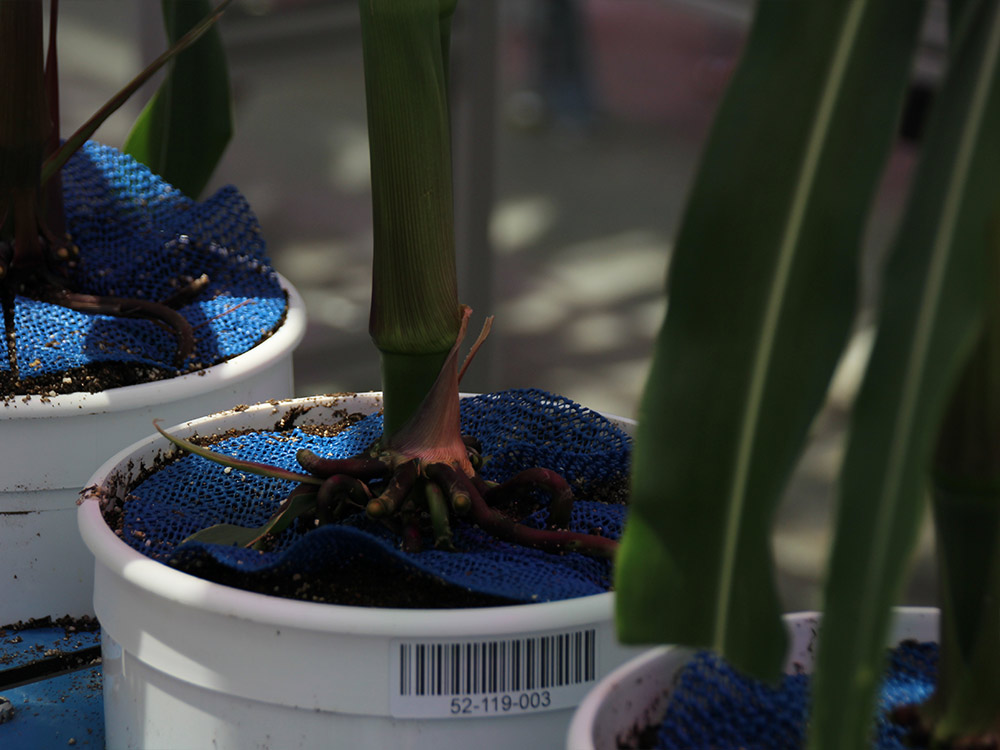 Plants in pots with barcodes