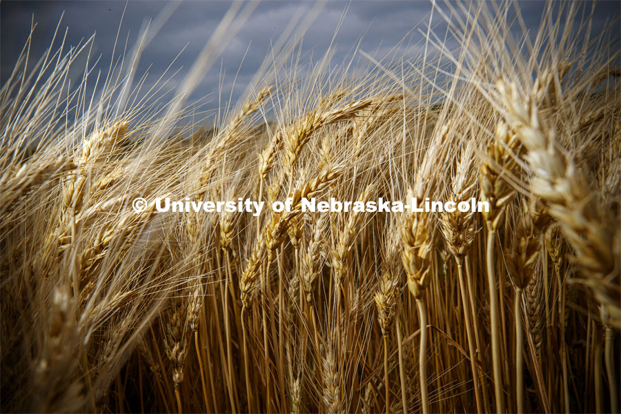 UNL Wheat