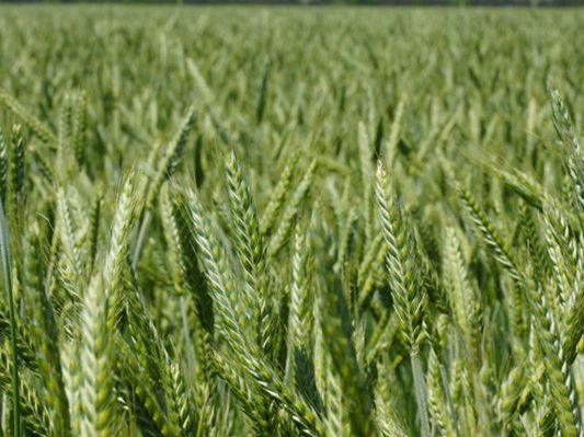 Wheat