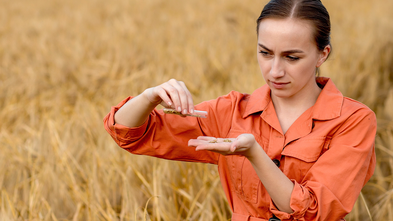 Testing seeds in a field