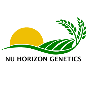 Yellow sun rising over green fields with a sprig of rice.
