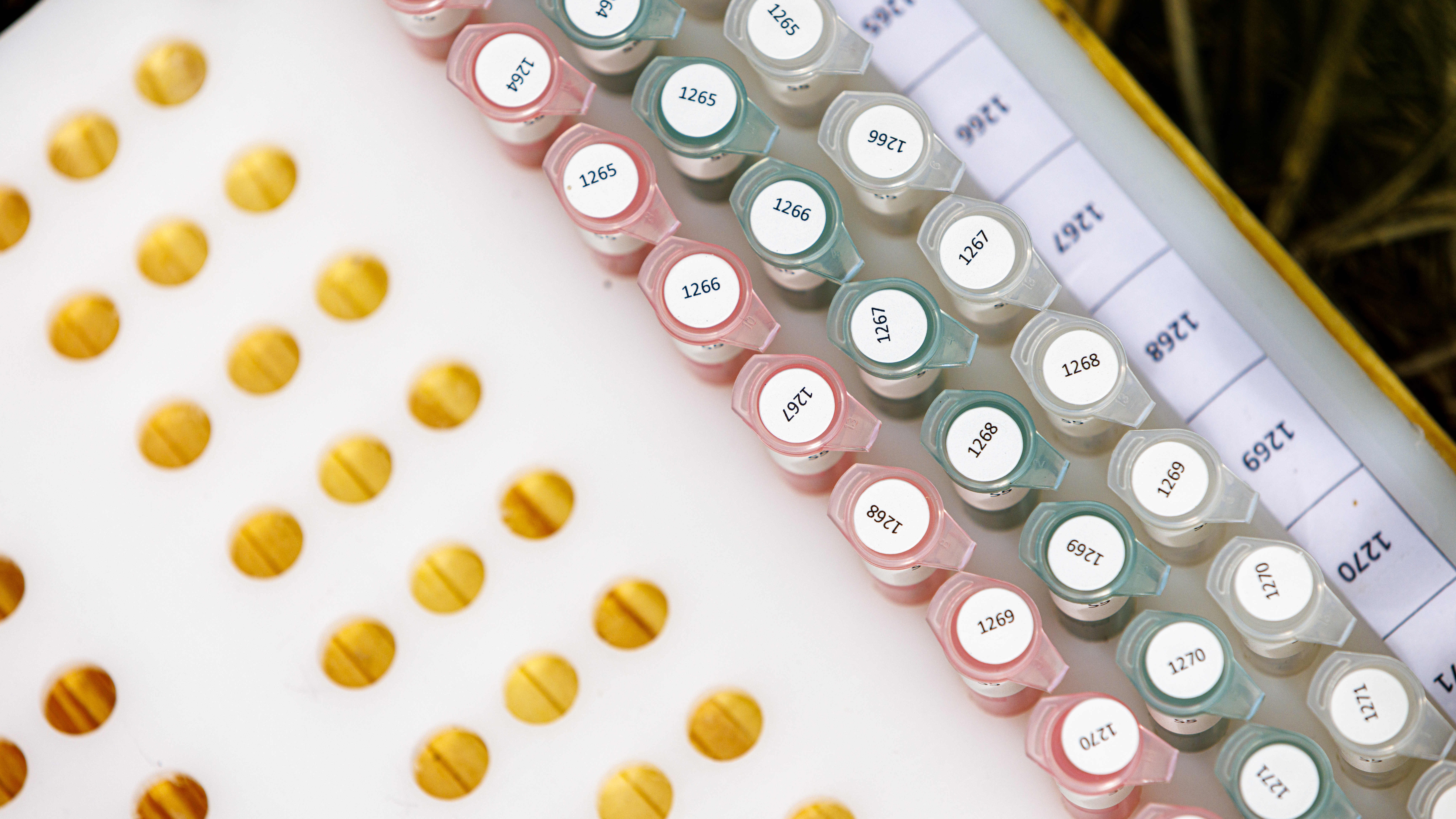 84th and Havelock Ag Fields - Corn Research