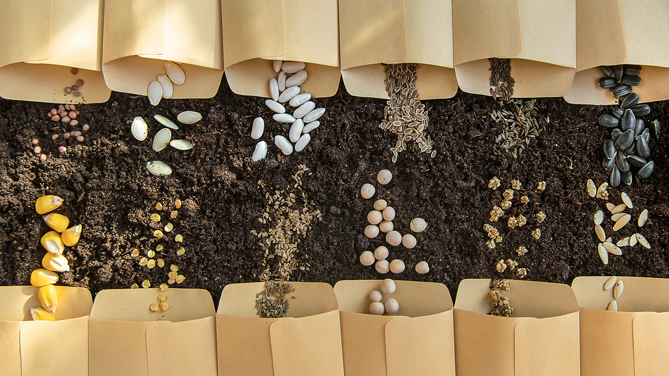 Various seed packets open, displaying seeds on dark soil in bright light.