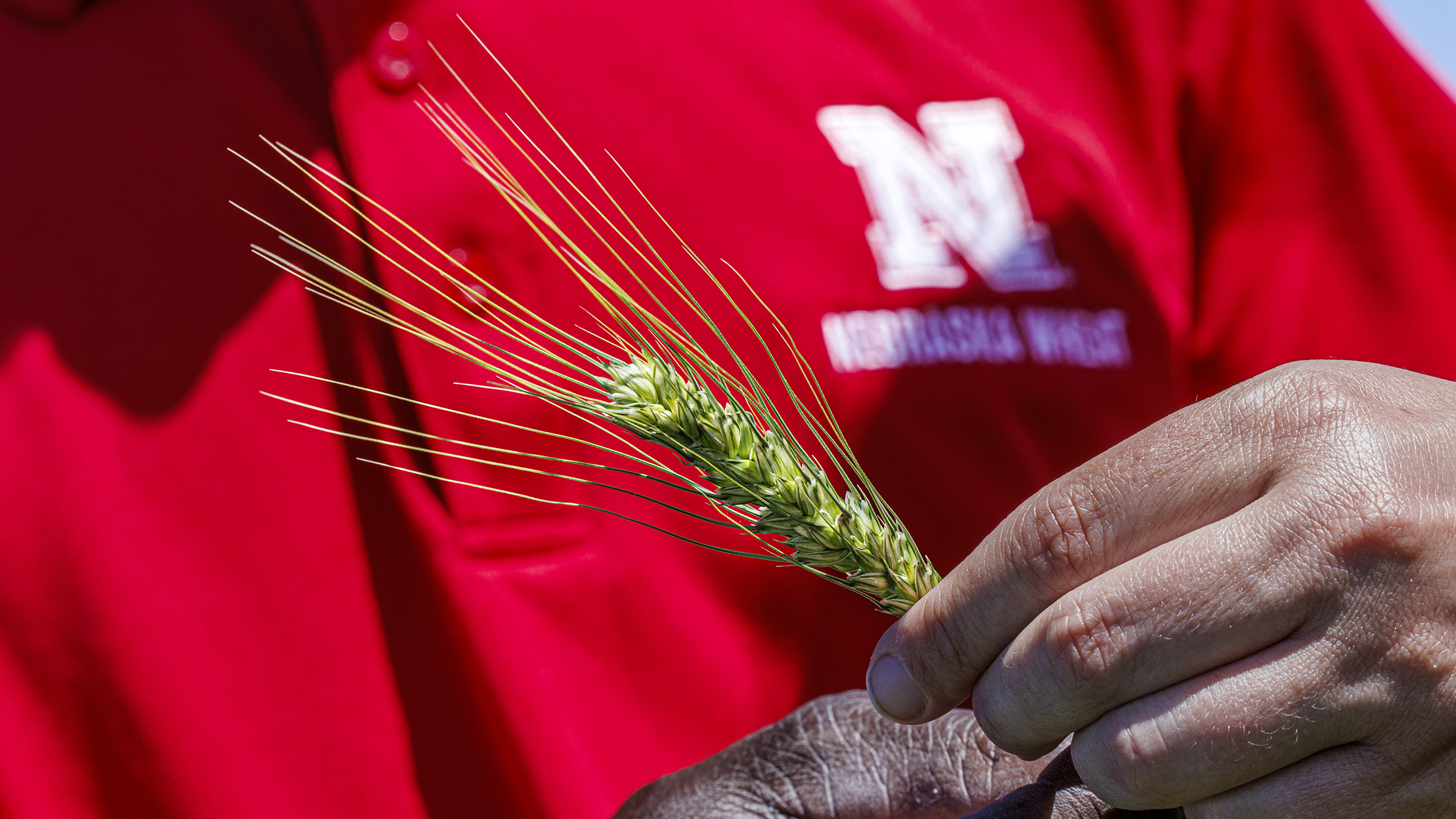 close up of hand holding a wheat plant