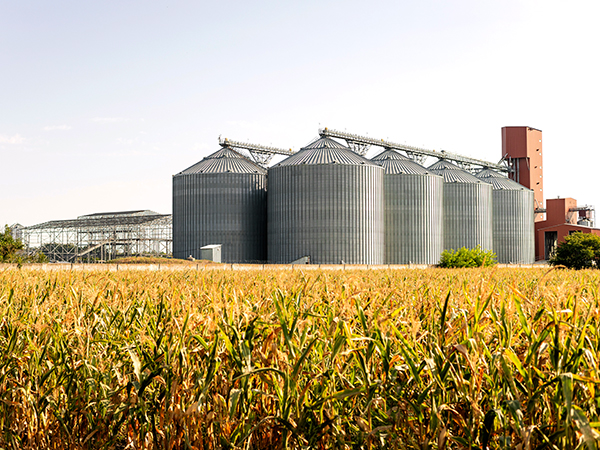 Grain silos and storage facility behind a field of corn under a clear sky.