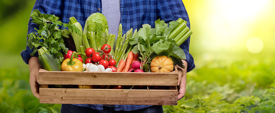 Crate filled with fresh vegetables, held by a person in a plaid shirt, outdoors in sunlight.