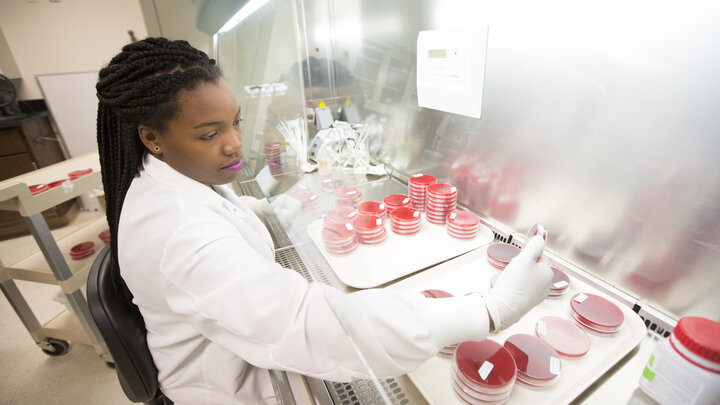 Kenda Jackson examines blood agar plates in studies that tested the effect of certain antibiotics on detection of Shiga toxin-producing E. coli bacteria in cattle. Jackson recently graduated from Tuskegee University in Alabama. She was an intern in the Nebraska laboratory of Rodney A. Moxley as part of a USDA Coordinated Agricultural Project grant investigating harmful E. coli strains.