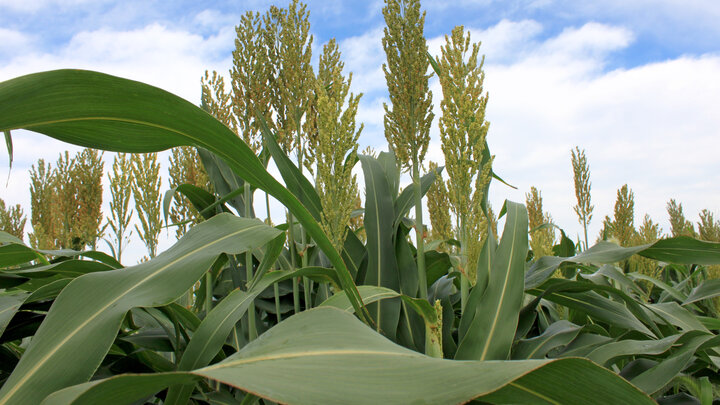 Deanna Funnell-Harris' research focuses on responses of sorghum metabolically modified for increased usability, to grain and stalk pathogens.