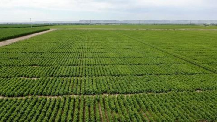 field peas