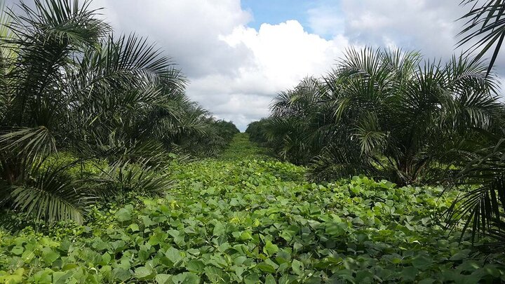 palm plantation