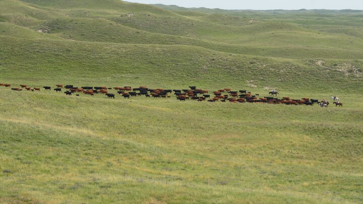 cattle