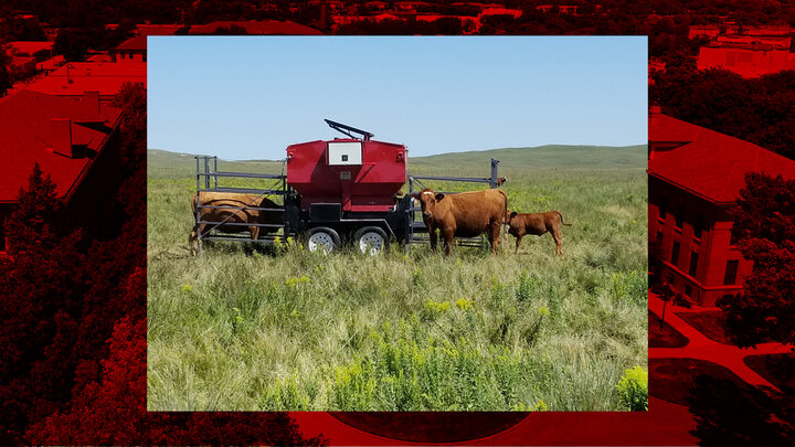 cows near a smart feeder