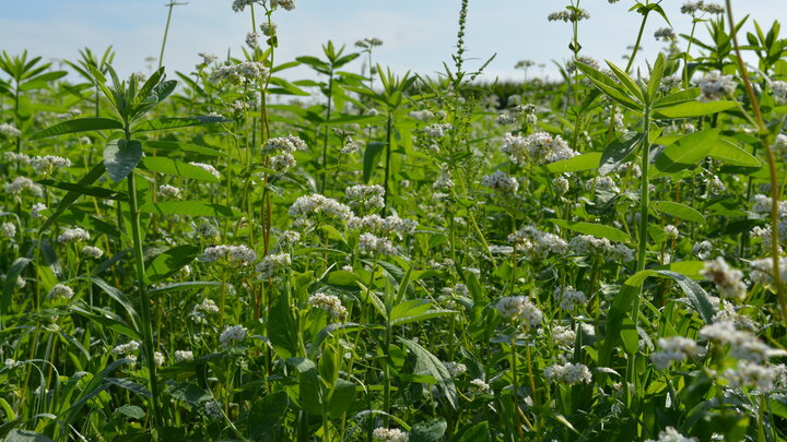 cover crop
