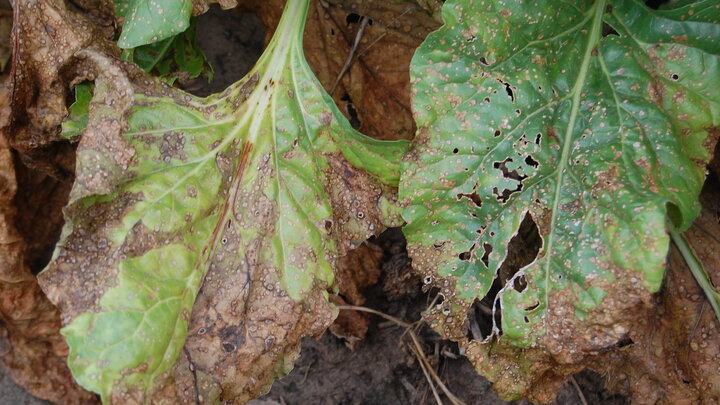 Cercospora leaf spot