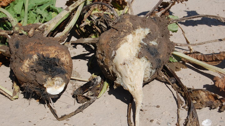 These sugarbeets demonstrate symptoms of a root disease characteristic of the wet-rot disease.