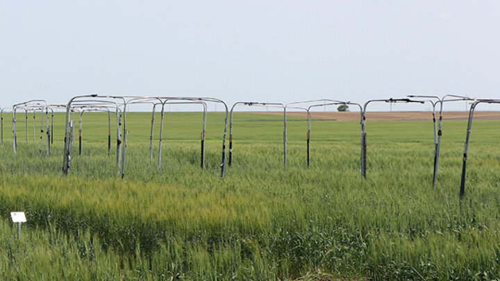 Sawfly traps