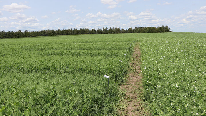 spring pea