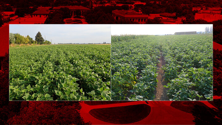 bean plots
