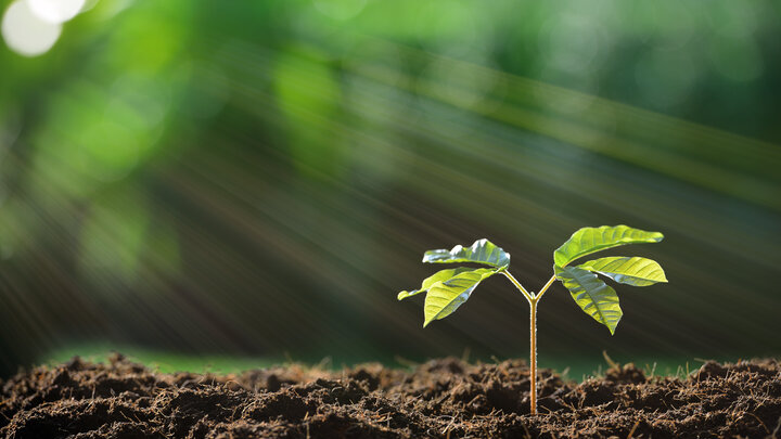 plant