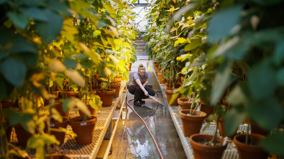 Student working in greenhouse