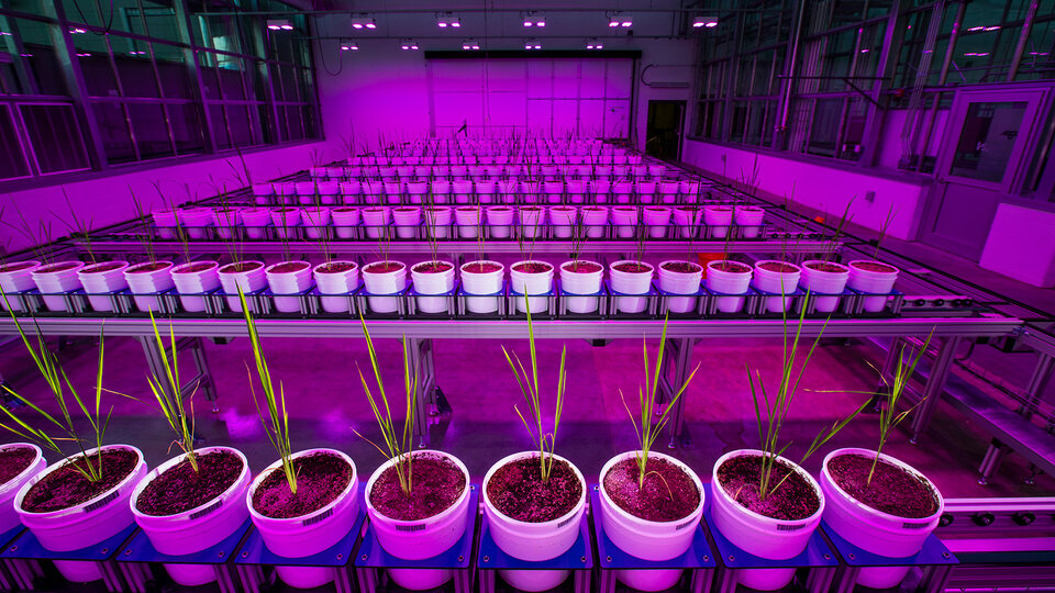 potted plants in rows inside phoneotyping facility